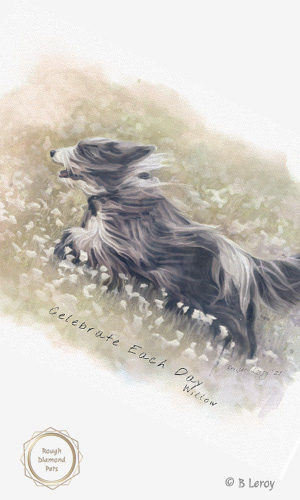 watercolour bearded collie