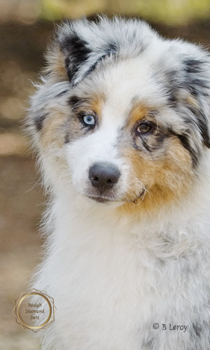 image portrait australian shepherd puppy