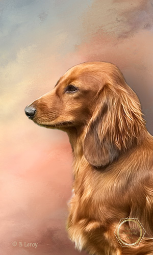 image dachshund