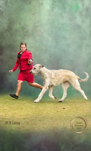 image show dog irish wolfhound