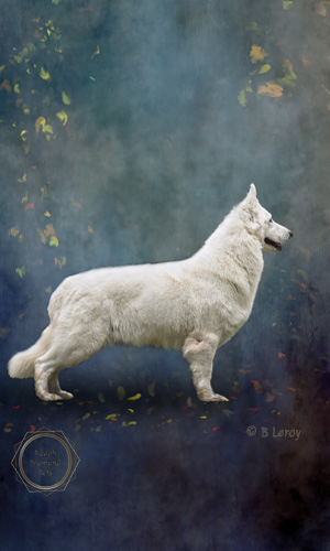 image white swiss shepherd dog 