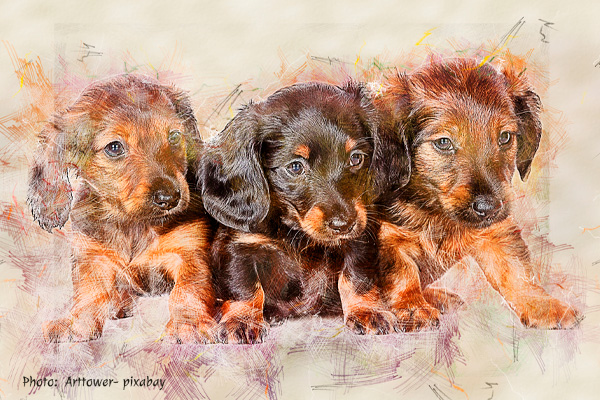 Dachshund puppies artwork