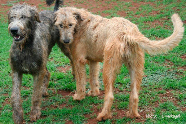 Irish Wolfhound Adults