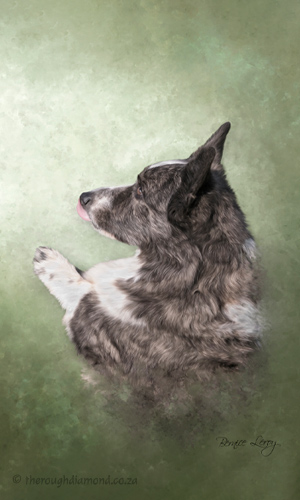 painting corgi dog